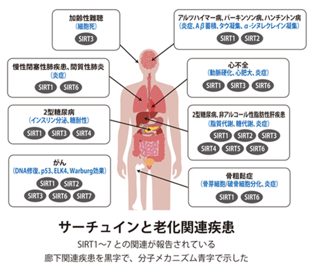 東京・紀尾井町・ICVS Tokyo Clinic V2・NMNとサーチュイン遺伝子
