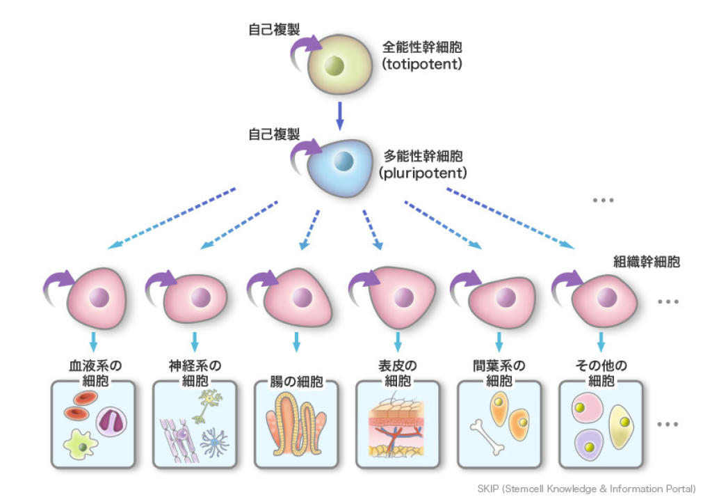 東京・紀尾井町・ICVS Tokyo Clinic V2・幹細胞とは